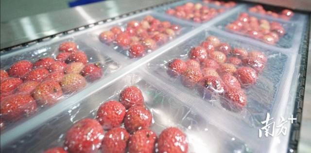 冻眠荔枝能保留90%以上的色泽和鲜果风味