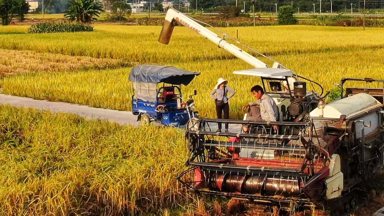 乳源瑶族自治县一六镇：瑶乡丝苗香飘湾区！一粒好米筑牢乡村振兴“金饭碗”