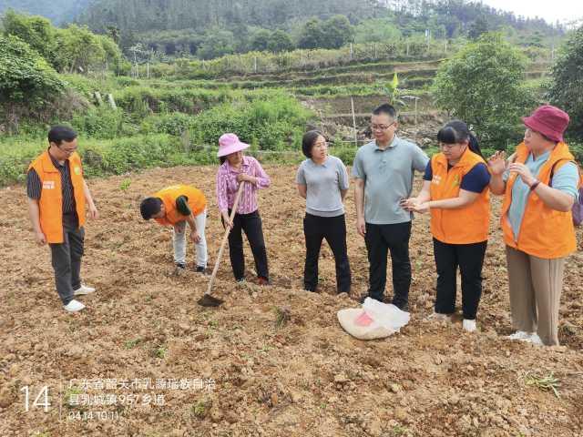 在水果玉米种植田间技术指导
