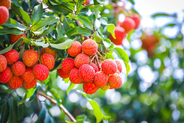 规划纲要提出，要将荔枝龙眼打造成百亿级现代农业产业集群。吴秒衡摄