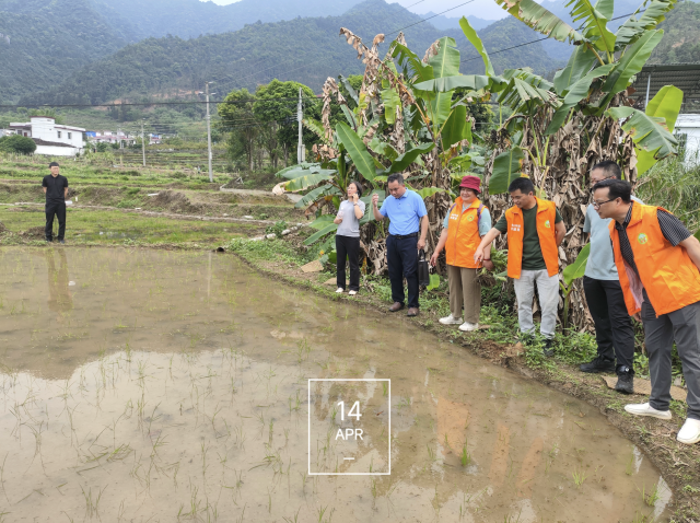 在水稻种植田间技术指导