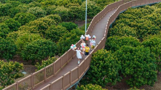 在茂名高州，游客漫步根子公园空中栈道，共赴春天的诗约。谭世聪/拍摄 