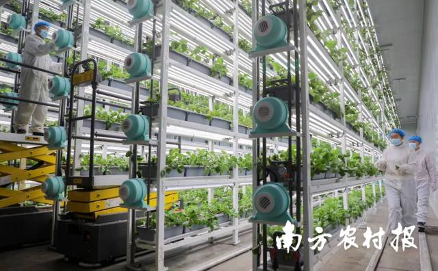 大塘镇杭电数智化草莓植物工厂。 