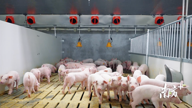 牧原肉食产业综合体楼房保育舍