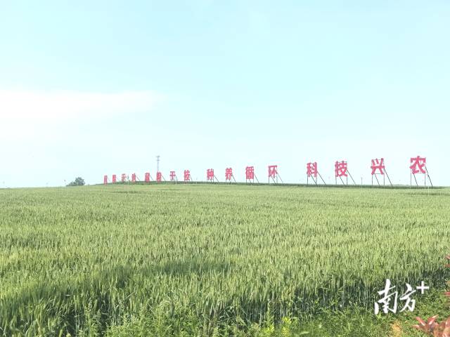 在内乡县数字化种养循环示范区，无人机巡田、遥感监测、水肥一体化灌溉系统高效运转。