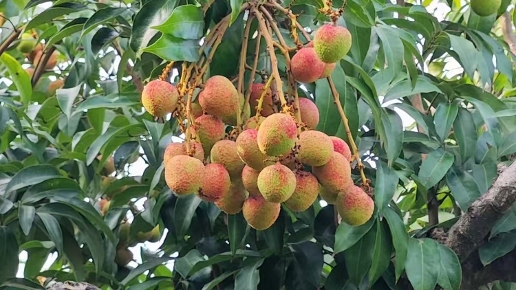 抢先尝鲜！镇隆“三月红”五一上市，开启全年荔枝季