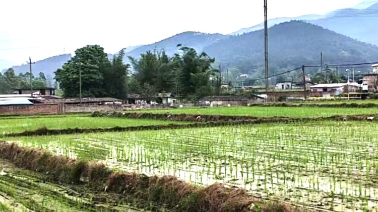 订单目标激增146%！连山“润连稻”托起8000户乡亲的丰收期盼