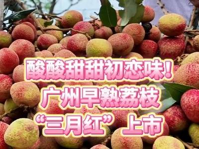 酸酸甜甜初恋味！广州早熟荔枝“三月红”上市