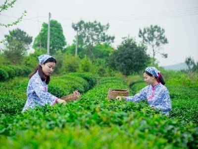 “五一”韶关行！睇波、叹茶、浸汤、食鹅，五天玩出N种快乐丨请到广东过五一