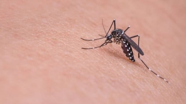 广东发布“蚊子活跃度气象指数”，这些地方蚊子非常活跃