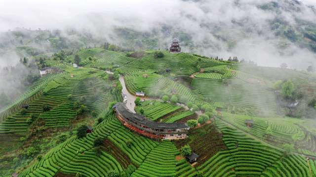 三江布央仙人山茶园