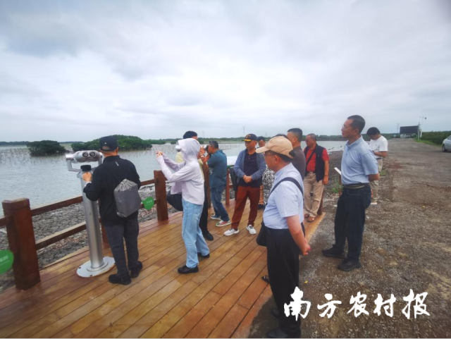 调研组在金牛岛红树林片区调研