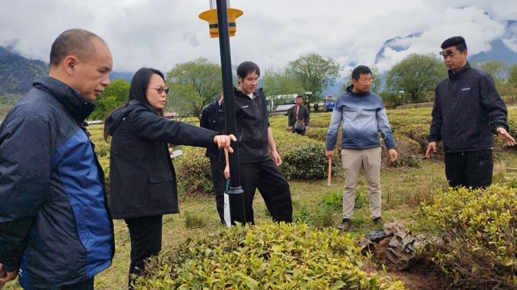 省农科院茶叶所科技赋能西藏易贡茶产业高质量发展