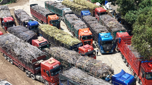 来自省内外各地的果蔗运输车排队等待进厂。（化州市融媒体中心供图）
