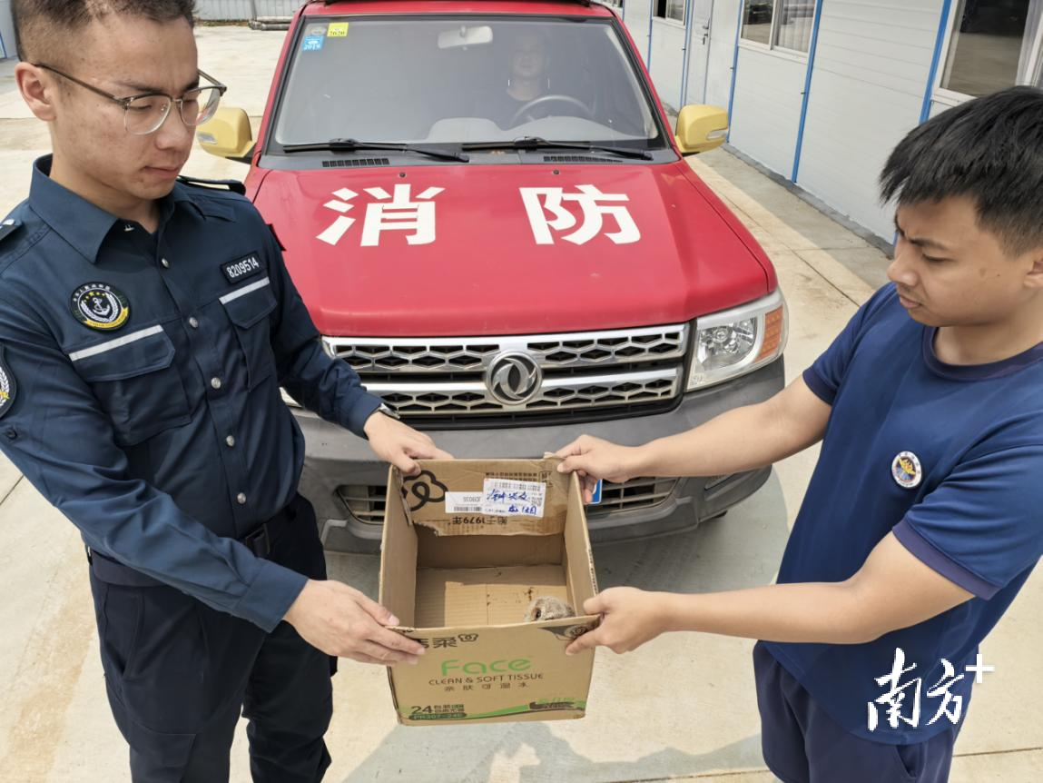 萌翻了！广东湛江海警局连续救助两只猫头鹰幼鸟_南方+_南方plus