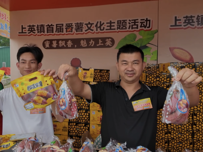 “薯”味十足！陆丰市上英镇首届番薯文化主题活动来啦