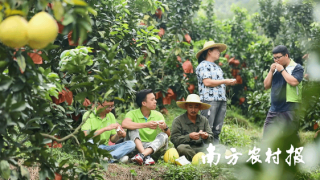2020年魏文辉集合一群返乡大学生帮乡亲们卖滞销蜜柚。