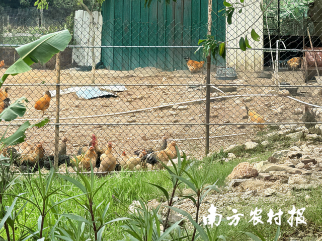 廖启颖养殖的鸡、鸭、鹅、猪都关在同一个院子里。