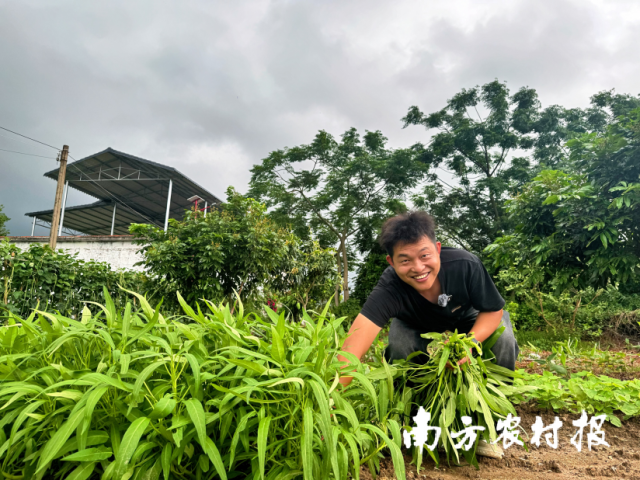 晨曦小院旁，廖启颖摘下今春“农家肥”种植的第一批蔬菜。