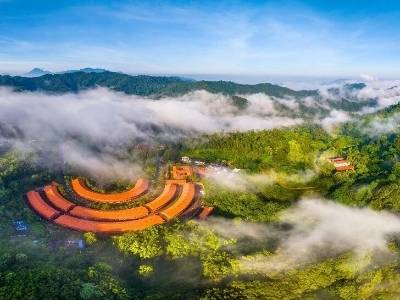 循着茶香去旅行！来梅州雁南飞赴一场春日茶田之约