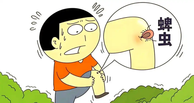 全家都要记:蜱虫高发季,如何远离布里亚病毒感染