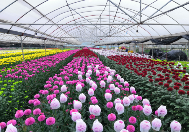 云城花卉种植基地。