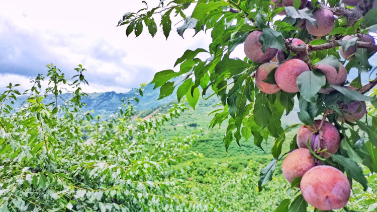 信宜钱排三华李批量上市，产销两旺带火乡村游