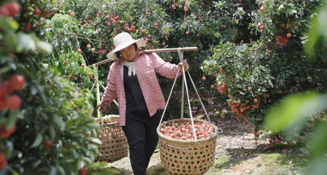 雷岭几乎家家户户种荔枝。