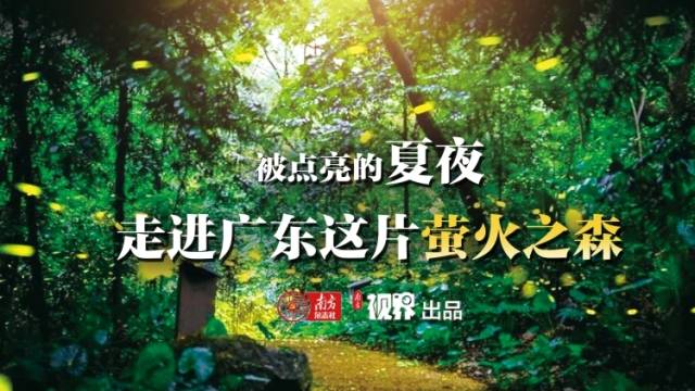 被点亮的夏夜！一起走进广东这片萤火之森