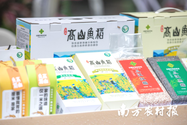 三江高山鱼稻米。
