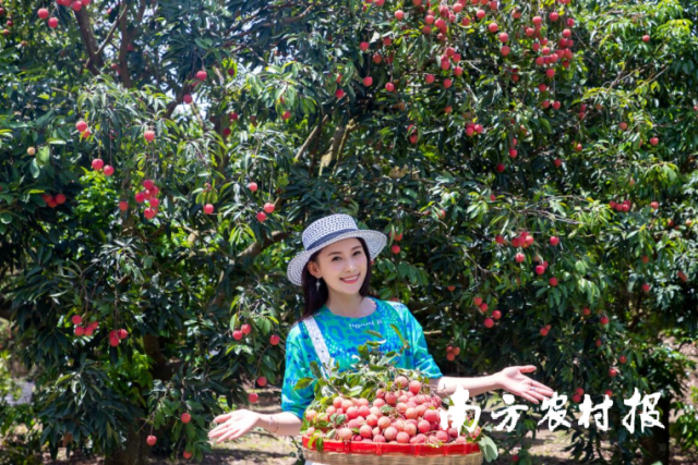 揭阳荔枝即将上市。