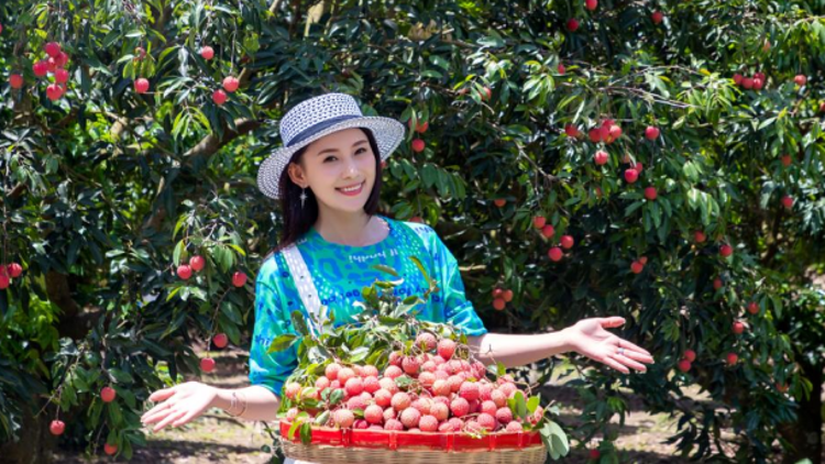 早摸排、早对接、早销售！揭阳荔枝预计6月下旬上市，产量约5.75万吨