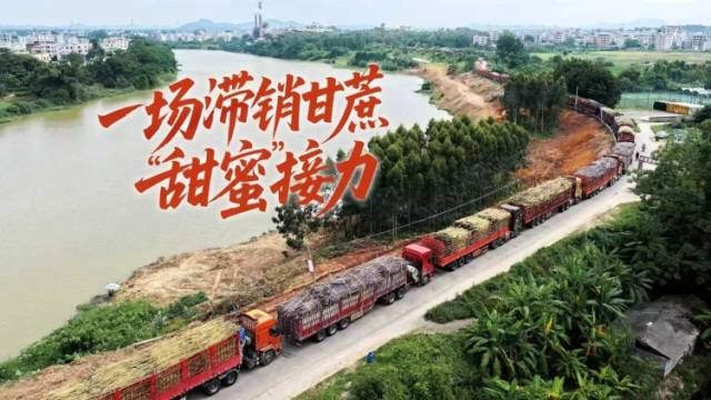 一场滞销甘蔗的“甜蜜”接力｜视界