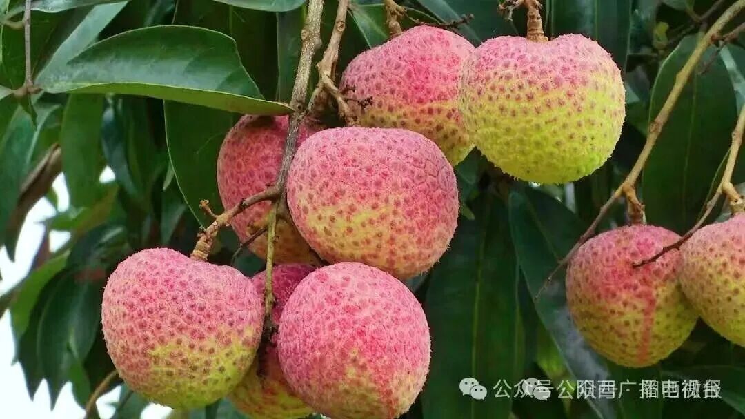 仙桃荔。亮相联播荔枝