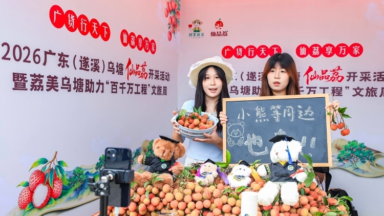 遂溪仙品荔开采！借力“广货行天下”卖世界