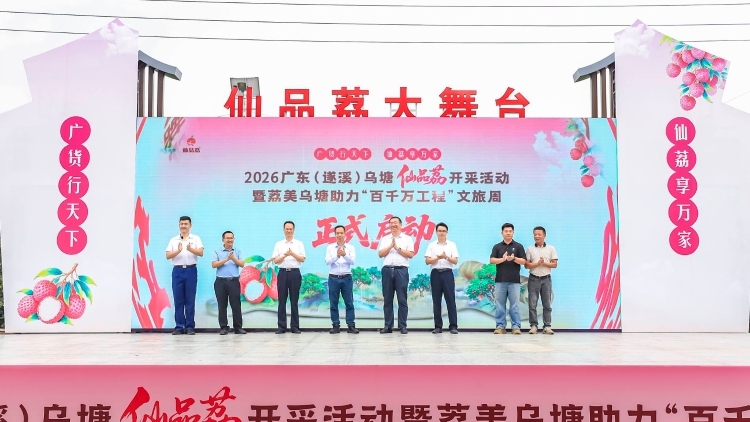 遂溪仙品荔开采！领跑广东荔枝营销季