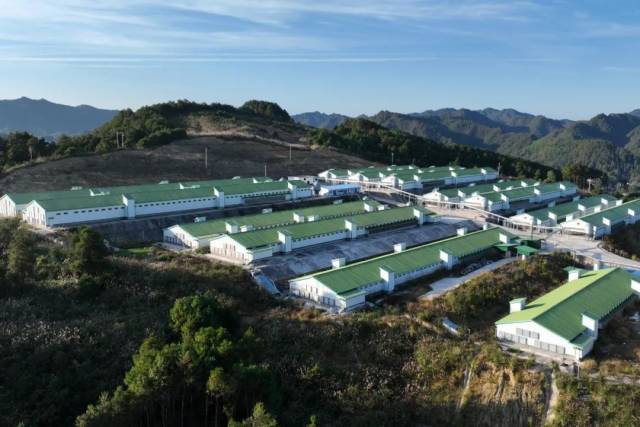 三穗县三穗鸭现代化养殖基地 三穗县三穗鸭现代化养殖基地