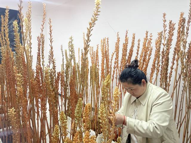 贵州国特天麻科技开发有限责任公司培育的雷山乌杆天麻 贵州国特天麻科技开发有限责任公司培育的雷山乌杆天麻