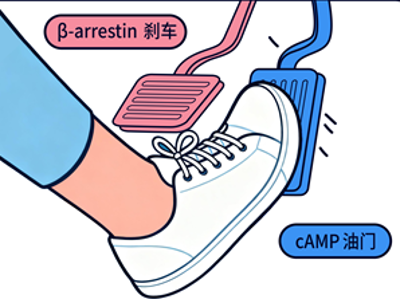 国内最大规模体重管理临床研究公布女性亚组数据