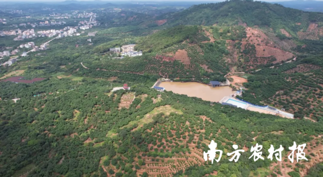 浦北佳荔特色水果核心示范区。
