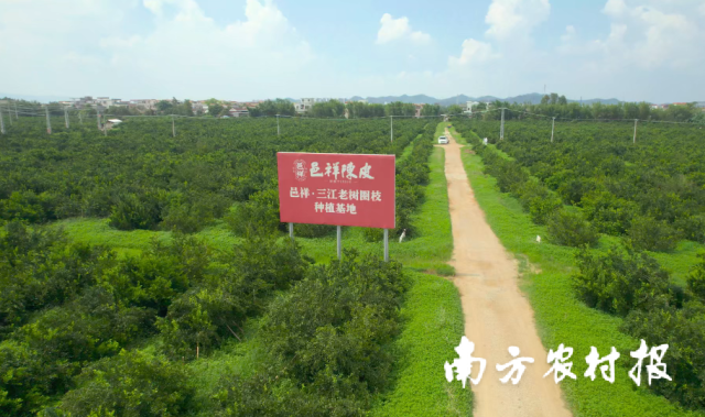 广东邑祥陈皮有限公司新会柑标准化种植基地。 广东邑祥陈皮有限公司新会柑标准化种植基地。
