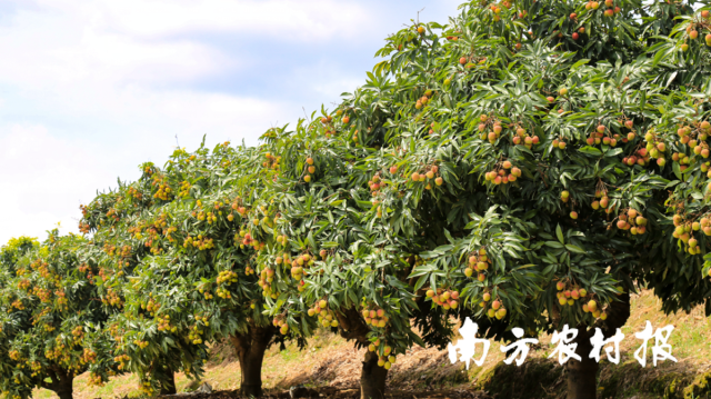 浦北妃子笑荔枝种植基地。