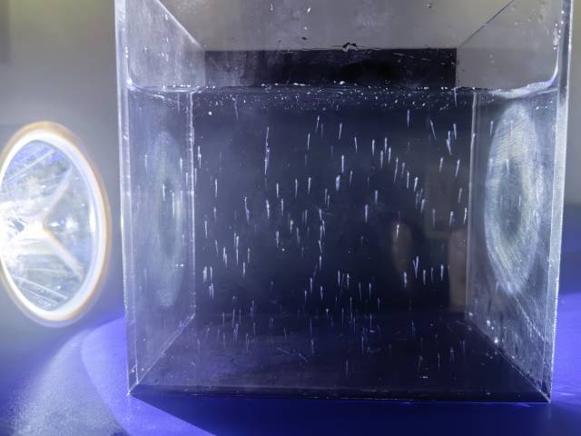 刚刚孵化的鳗鲡仔鱼（供图：集美大学陈仕玺团队）