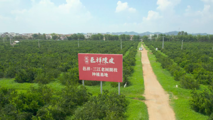 邑祥陈皮携手广商所，开辟新会陈皮跨境贸易新链路