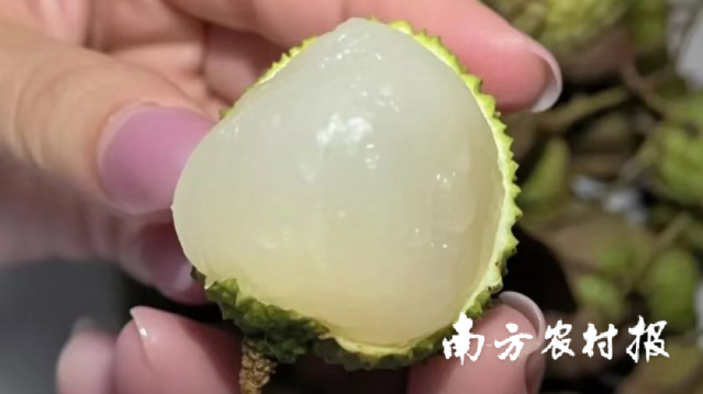 浦北妃子笑荔枝果肉饱满