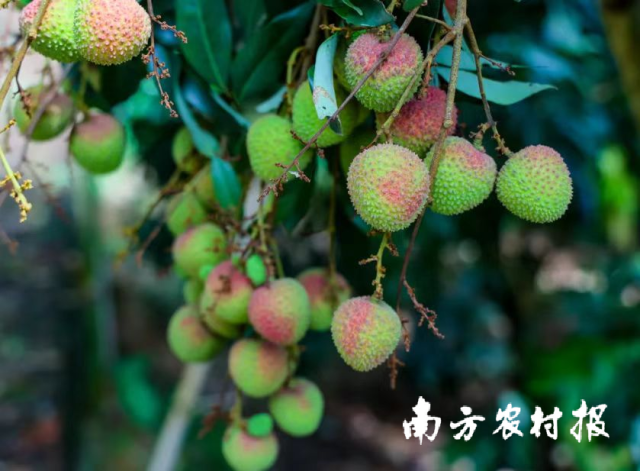 浦北妃子笑荔枝