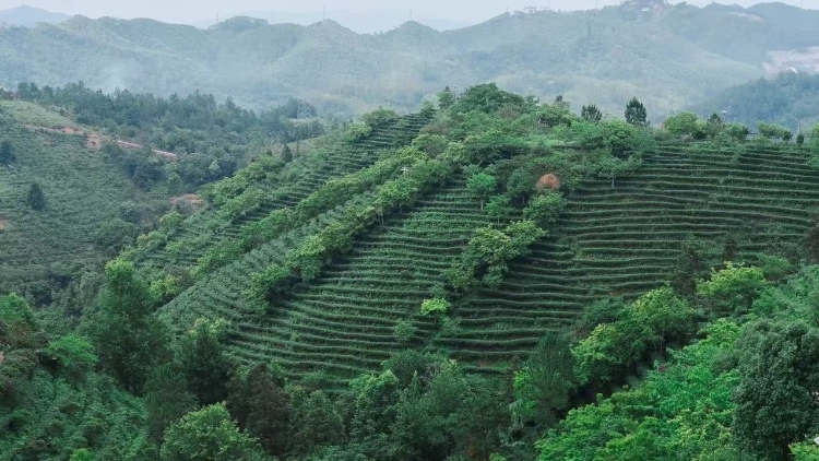 南农晨读丨看粤超 品蝉茶