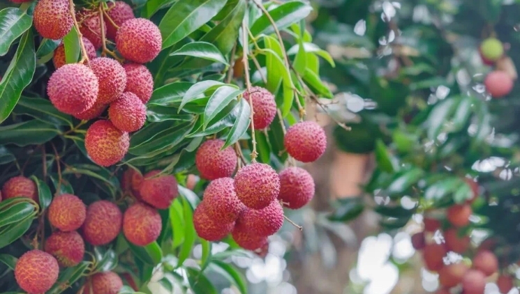优质荔枝在惠州！主打“晚熟精品”牌，“价高一筹”蓄势待发｜广东荔枝行天下