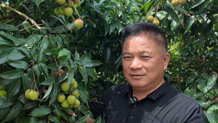 “帮大家发财”的梁帮财：浦北荔枝的甜蜜密码与出海雄心