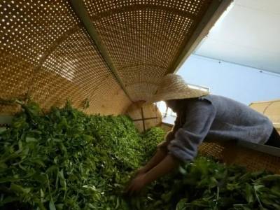 喜报！叶塘镇2家茶企入选兴宁市级“十大好春茶”、3家获评“好春茶”